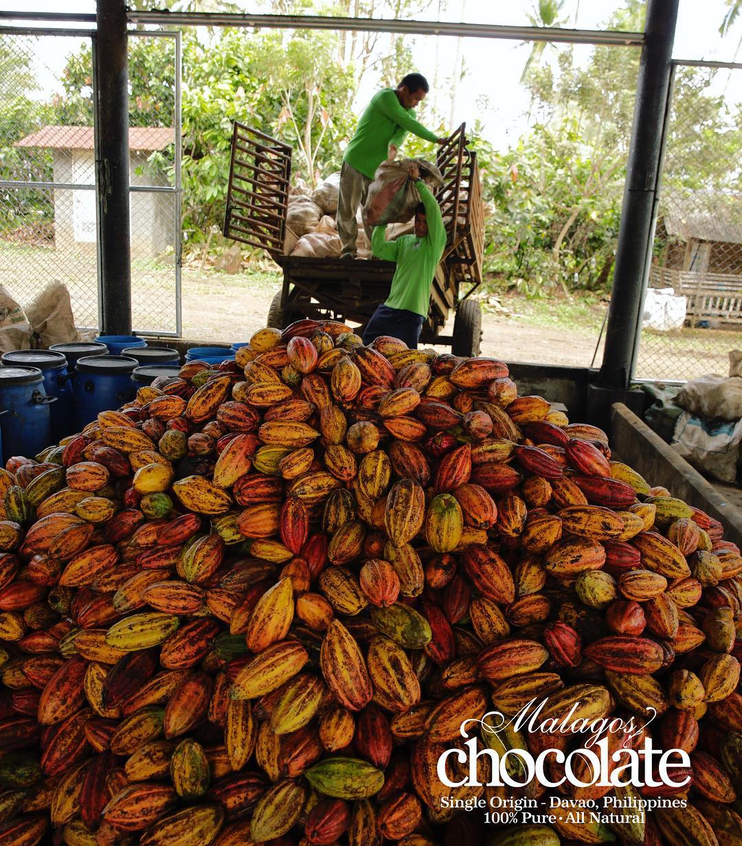 cacao tree-2b-fb-harvest time-2
