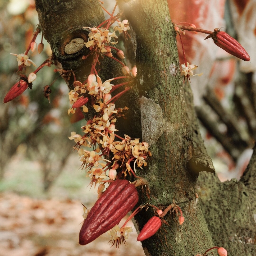 cacao tree-3-fb-flowers-fruits