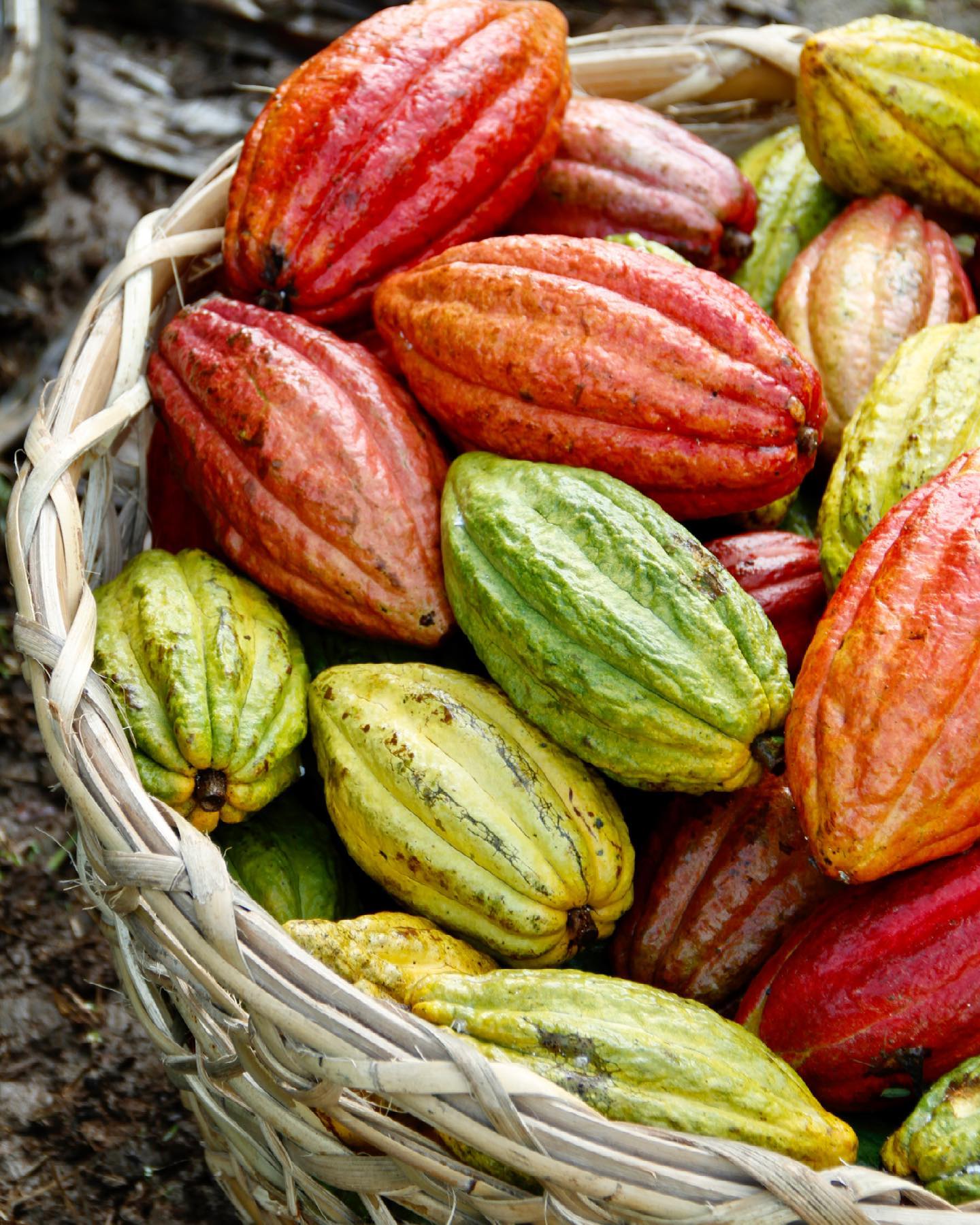 Malagos chocolate-3-fb-cacao