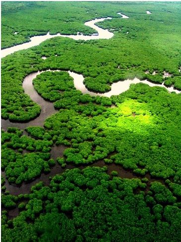 mangrove-largest-contiguous-forest-fb-POST